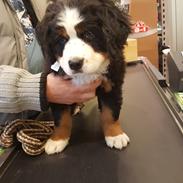 Berner sennenhund Honey