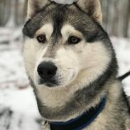 Siberian husky Zeven