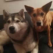 Siberian husky Lufkaz