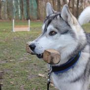 Siberian husky Lufkaz