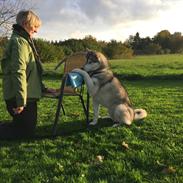 Siberian husky Zeven