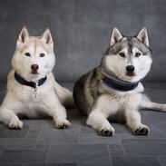 Siberian husky Lufkaz