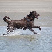 Labrador retriever Dumle