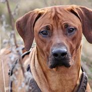 Rhodesian ridgeback Hazinas 7th Galactic Cosmos "Sam"