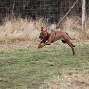 Rhodesian ridgeback Hazinas 7th Galactic Cosmos "Sam"