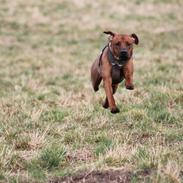 Rhodesian ridgeback Hazinas 7th Galactic Cosmos "Sam"