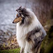 Collie langhåret Amino ~•~Himmelhund~•~