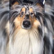 Collie langhåret Amino ~•~Himmelhund~•~