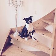 Staffordshire bull terrier Karma