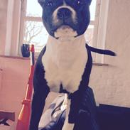 Staffordshire bull terrier Karma