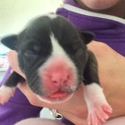 Staffordshire bull terrier Karma