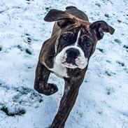 Olde english bulldogge Tica