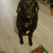 Blanding af racer Max