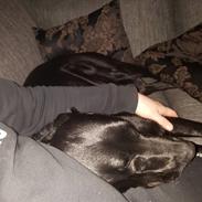 Blanding af racer Max