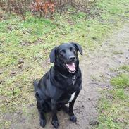 Blanding af racer Max