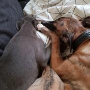 Whippet Kennel All Stars Herkules (Misha)