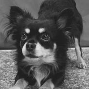 Chihuahua Pago Pjevsen *Delehund*