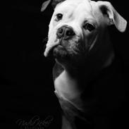 Olde english bulldogge Pablo