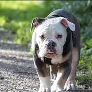 Olde english bulldogge Pablo