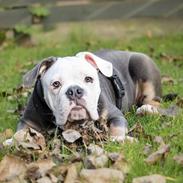 Olde english bulldogge Pablo