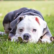 Olde english bulldogge Pablo