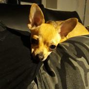 Chihuahua Nessi
