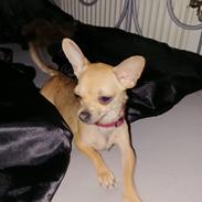 Chihuahua Nessi