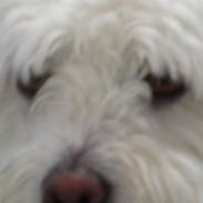 Coton de tulear Valde