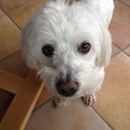 Coton de tulear Valde