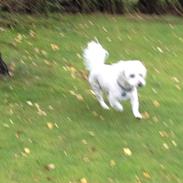 Coton de tulear Valde