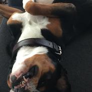 Grosser schweizer sennenhund Iron Odin von Stürmer (Ollie)