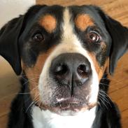 Grosser schweizer sennenhund Iron Odin von Stürmer (Ollie)