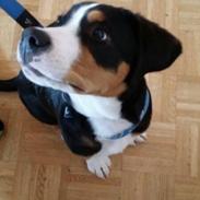 Grosser schweizer sennenhund Iron Odin von Stürmer (Ollie)
