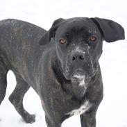 Cane corso Werner