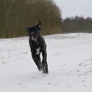 Cane corso Werner