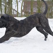 Cane corso Werner