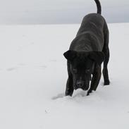 Cane corso Werner