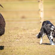 Border collie Menellis Rey