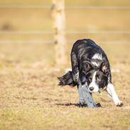 Border collie Menellis Rey