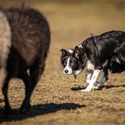 Border collie Menellis Rey