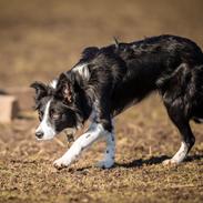 Border collie Menellis Rey