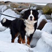 Berner sennenhund Lady Xiera's Teddy Bear (Leopold) 