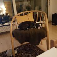 Boston terrier Frankie