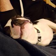 Boston terrier Frankie