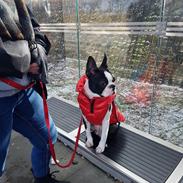 Boston terrier Frankie