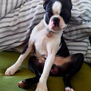 Boston terrier Frankie