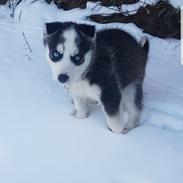 Siberian husky Stella