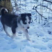 Siberian husky Stella