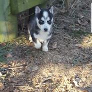Siberian husky Stella