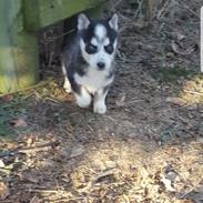 Siberian husky Stella